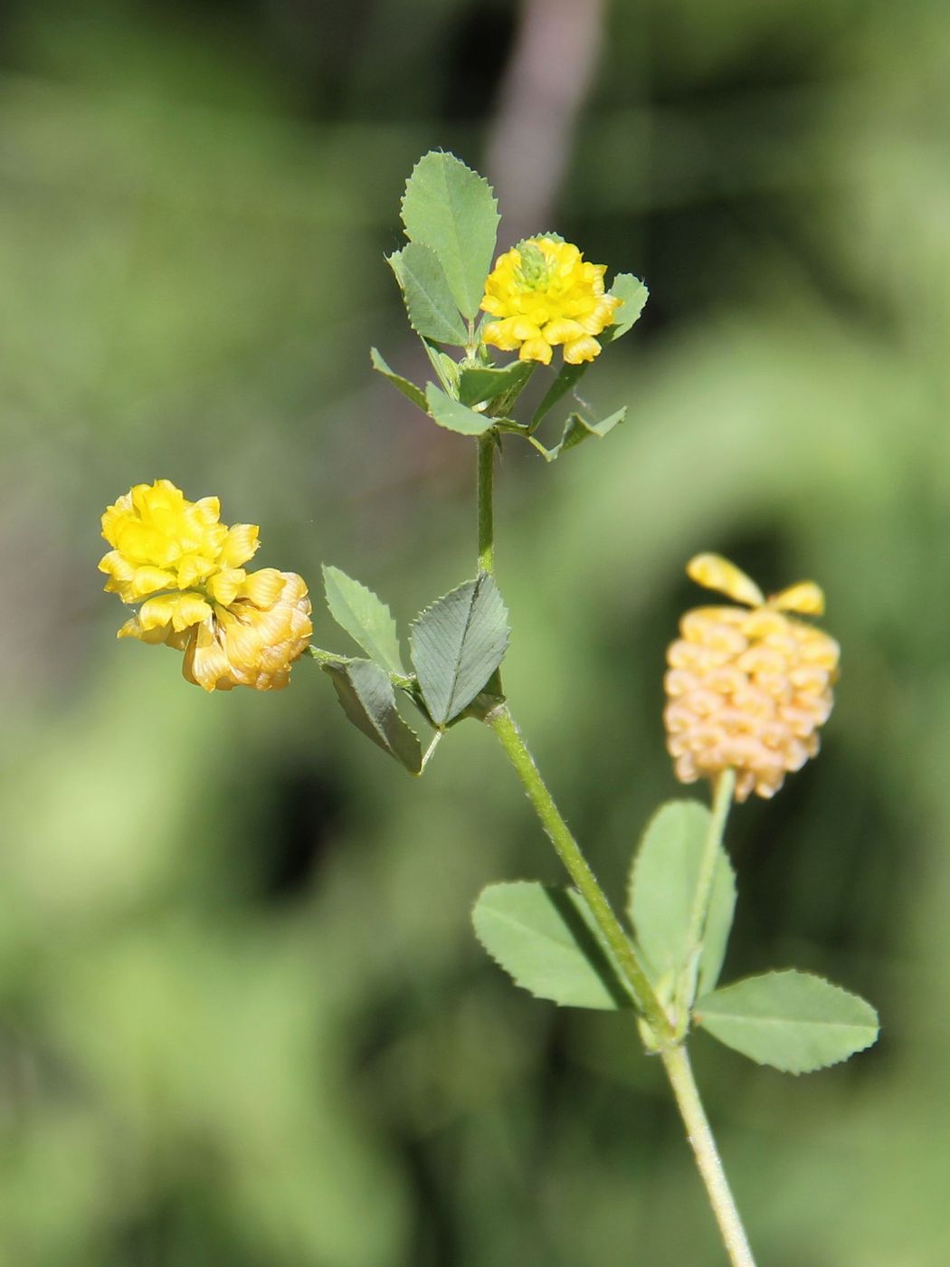 Изображение особи Trifolium campestre.