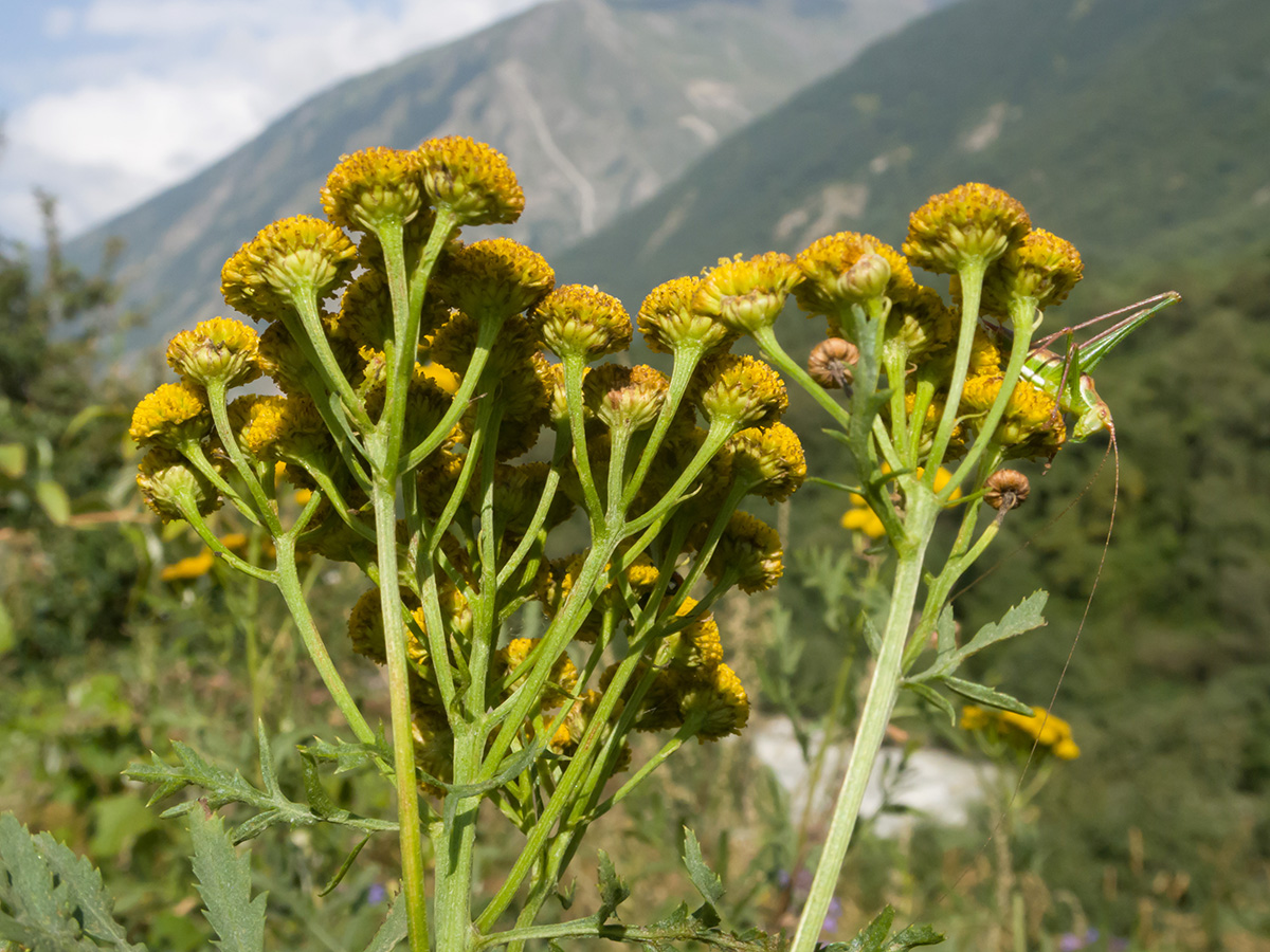 Изображение особи Tanacetum vulgare.