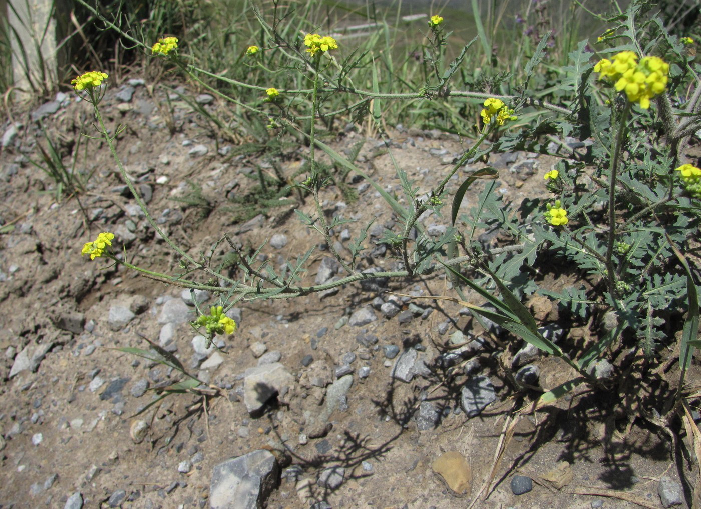 Image of Sisymbrium lipskyi specimen.