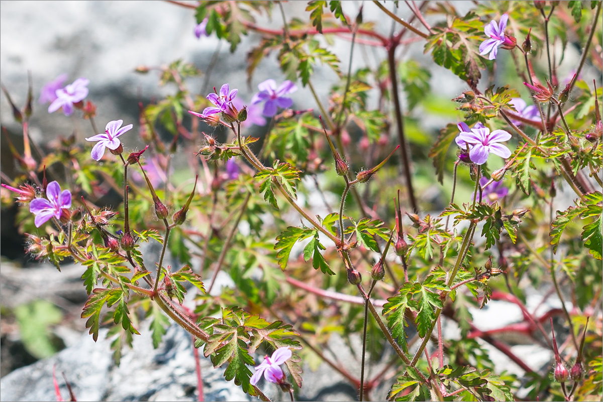 Image of Geranium robertianum specimen.