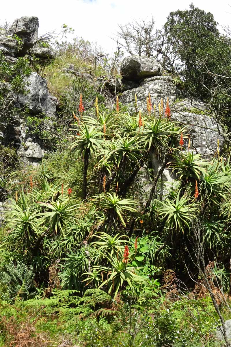 Image of Aloe arborescens specimen.