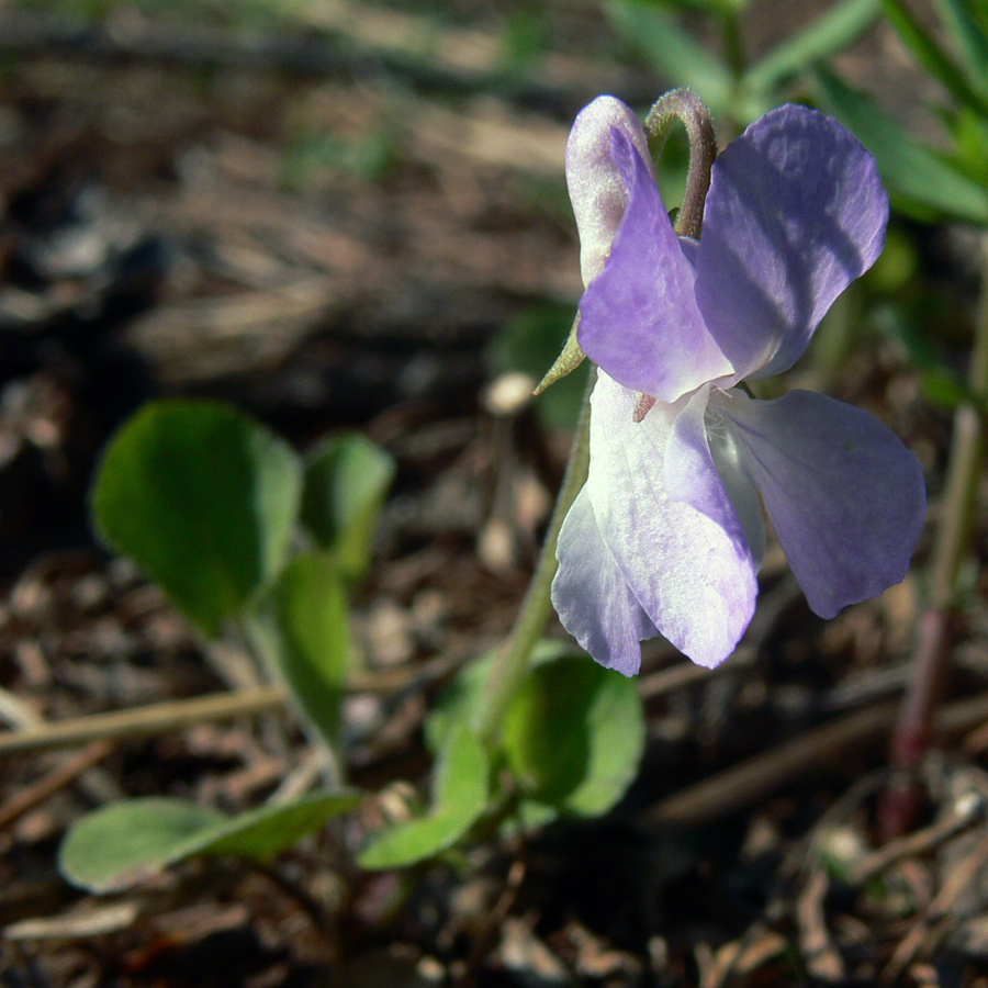 Image of Viola rupestris specimen.