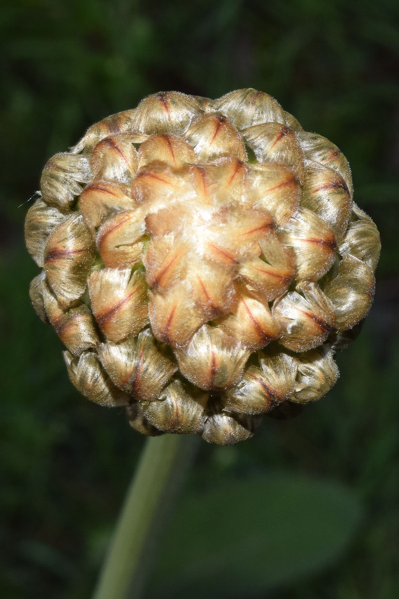 Изображение особи Stemmacantha integrifolia.