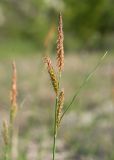 Carex cuspidata