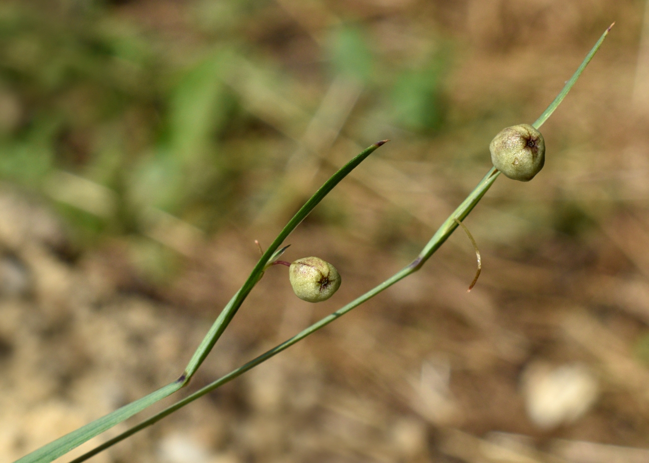 Image of genus Sisyrinchium specimen.