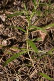 genus Inula. Часть побега. Краснодарский край, Пшадский сельский округ, окр. с. Криница, ущ. Грекова щель, сосновый лес на склоне горы. 09.07.2022.