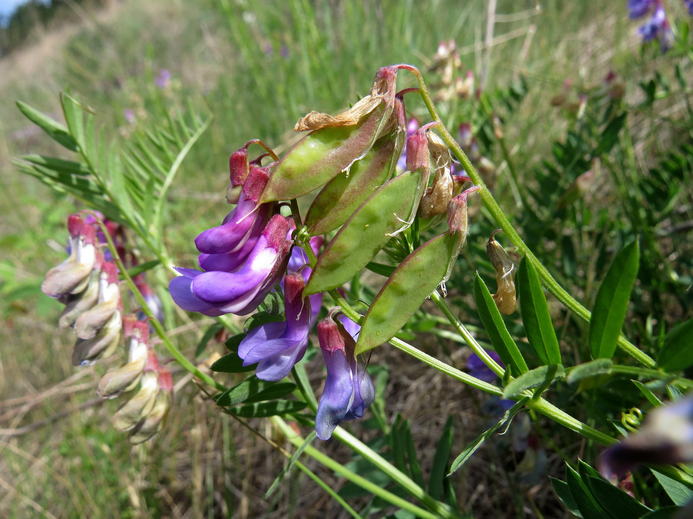 Изображение особи Vicia nervata.