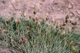 Calamagrostis anthoxanthoides. Цветущие растения. Киргизия, Ошская обл., Памир, Заалайский хр., перевал Путешественников, ≈ 4100 м н.у.м., осыпающийся каменистый склон. 06.07.2022.