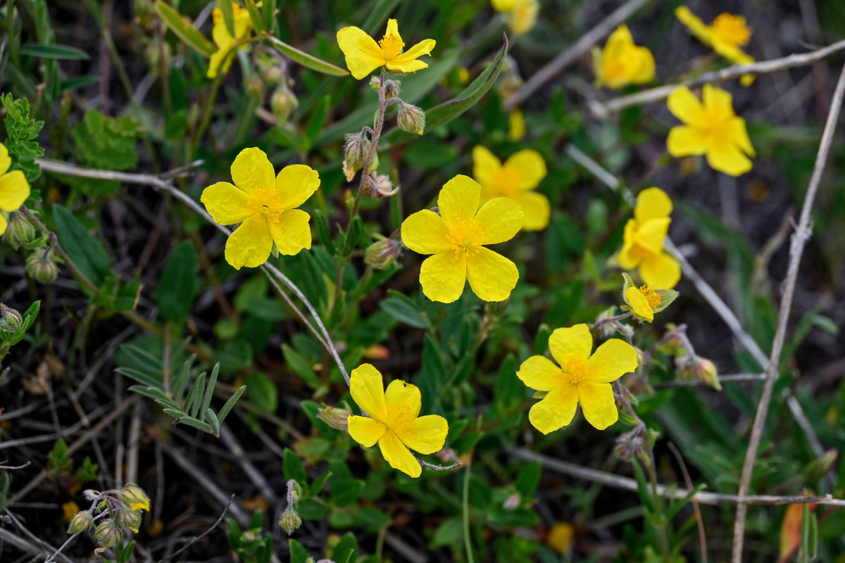 Изображение особи род Helianthemum.