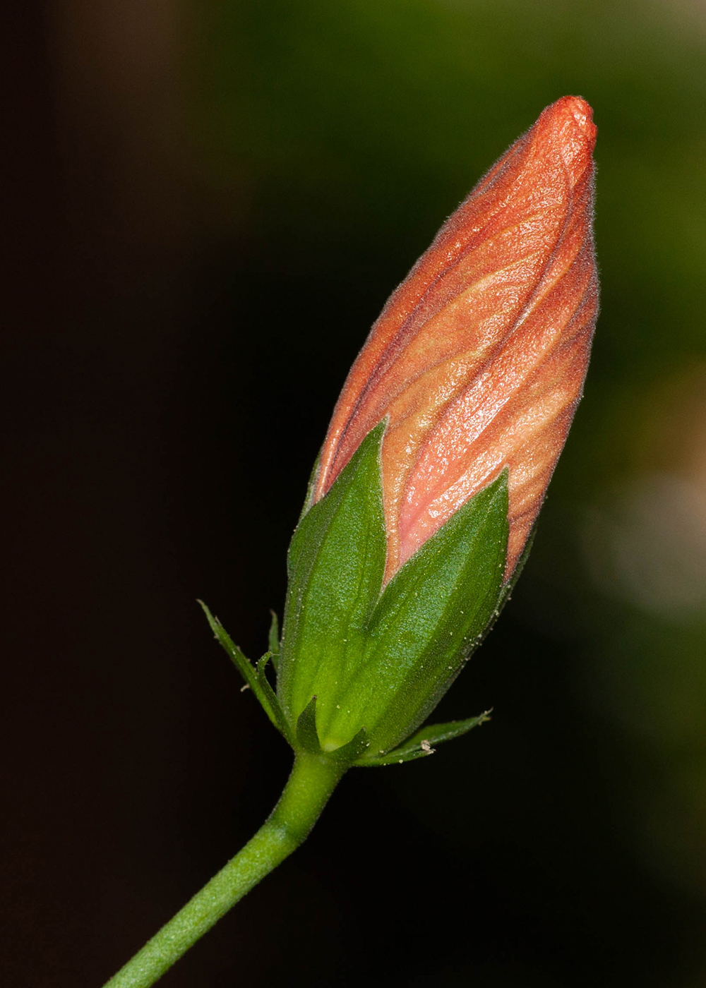 Изображение особи Hibiscus rosa-sinensis.