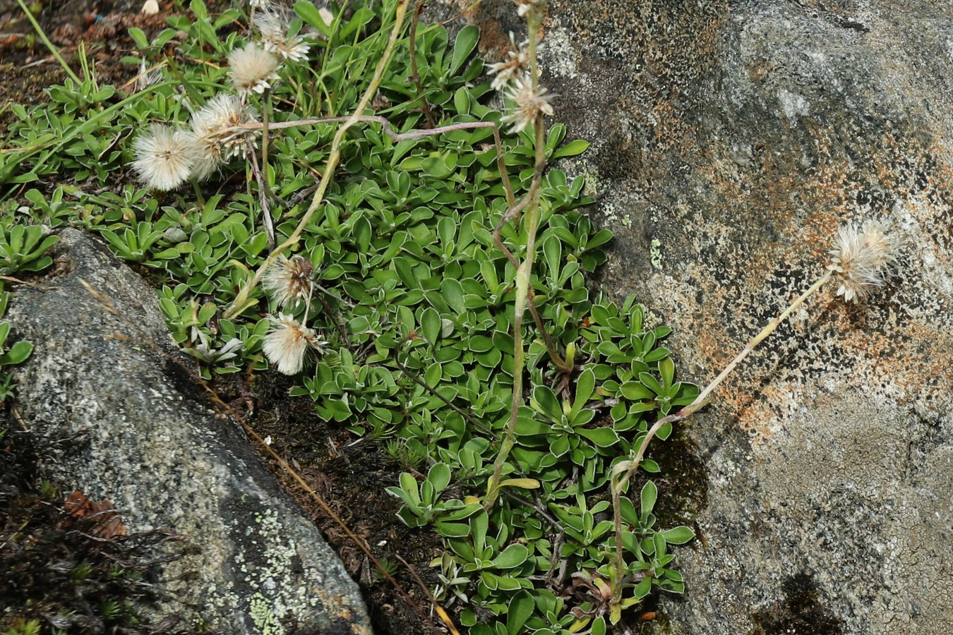 Изображение особи Antennaria dioica.