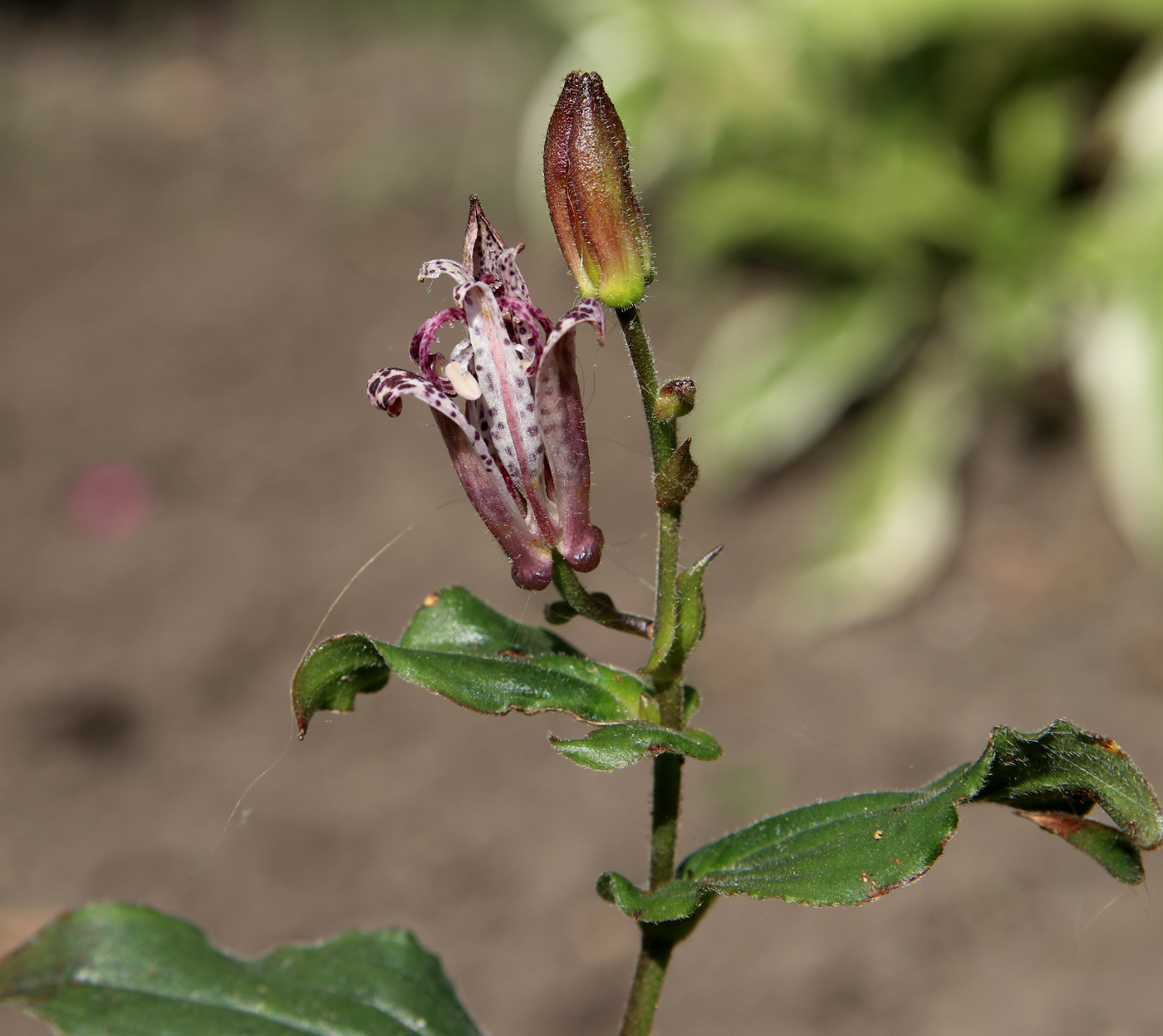 Image of Tricyrtis hirta specimen.