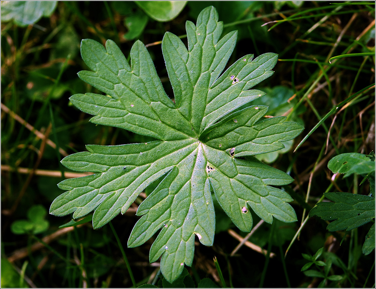 Image of Geranium palustre specimen.