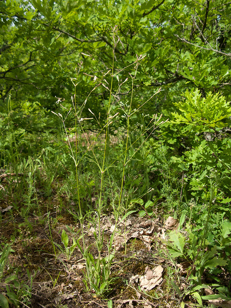 Image of Silene italica specimen.