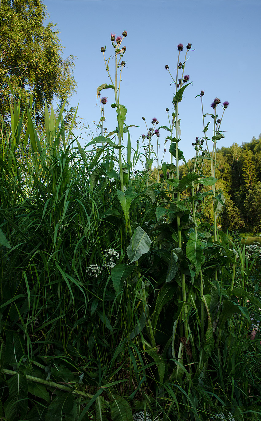 Изображение особи род Cirsium.