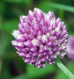 Allium rotundum