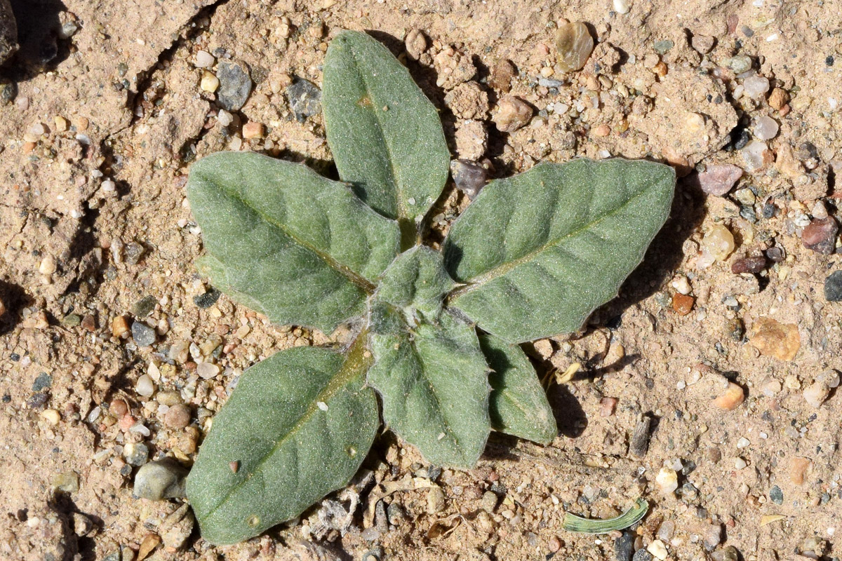 Изображение особи семейство Asteraceae.