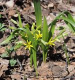 Gagea lutea