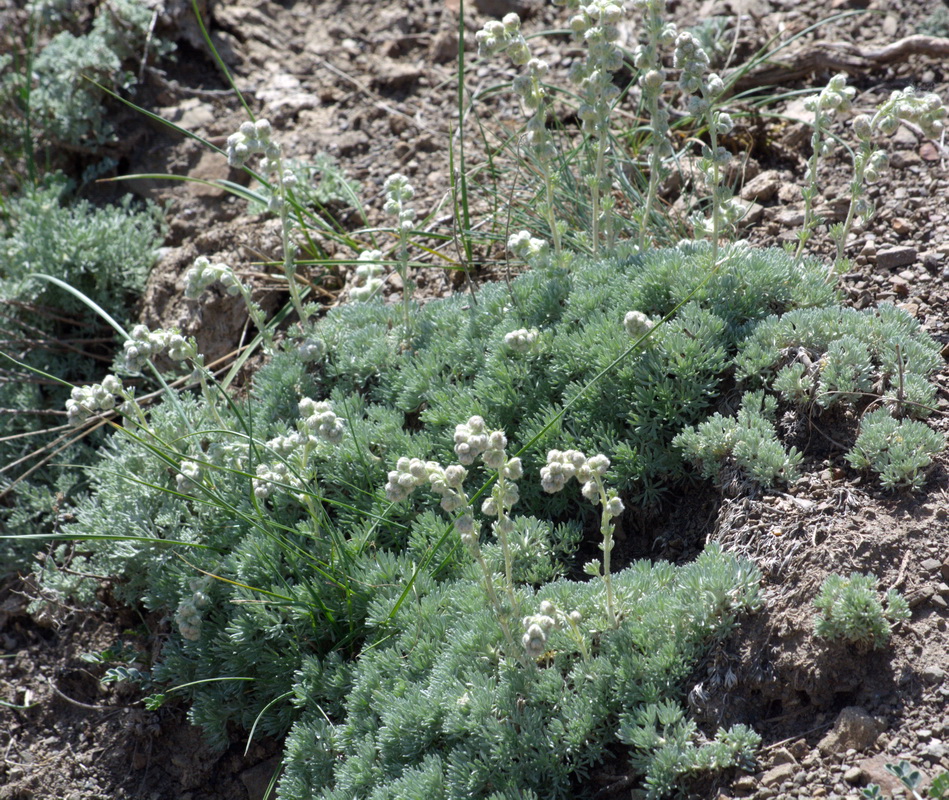 Изображение особи Artemisia caucasica.