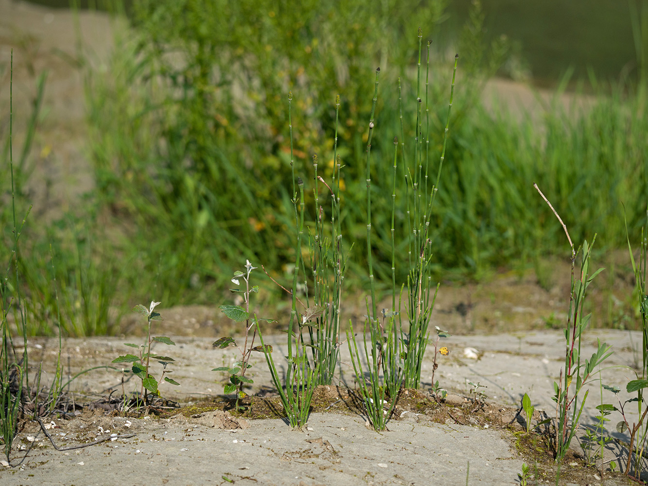 Image of Equisetum ramosissimum specimen.