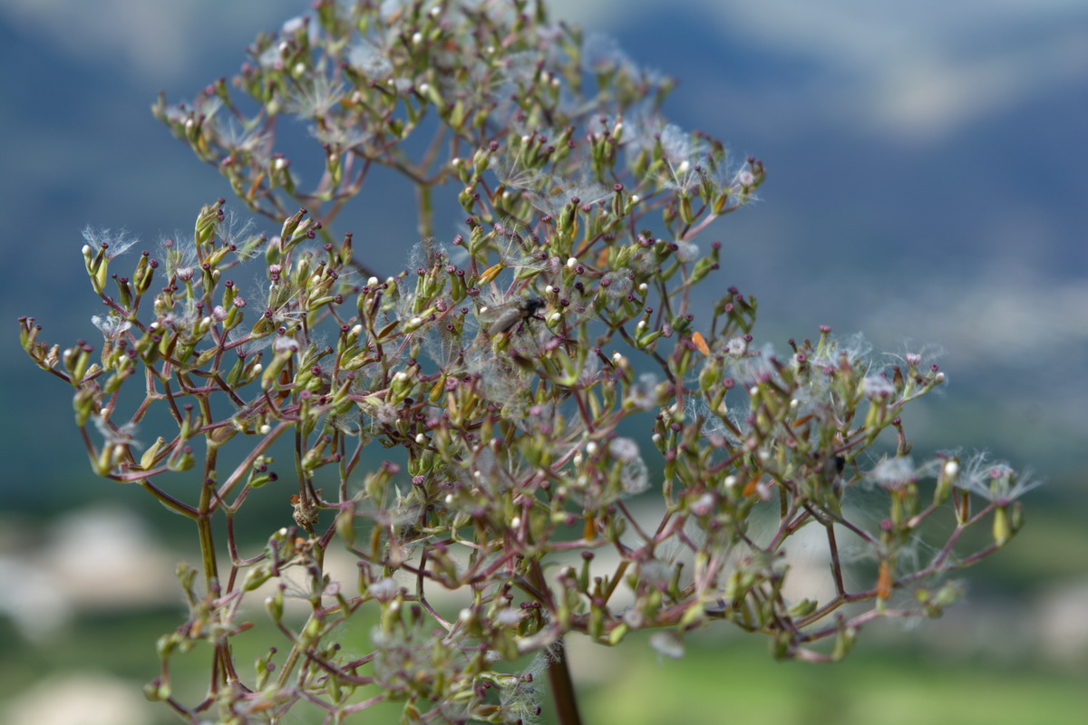 Image of genus Valeriana specimen.