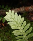 род Polypodium