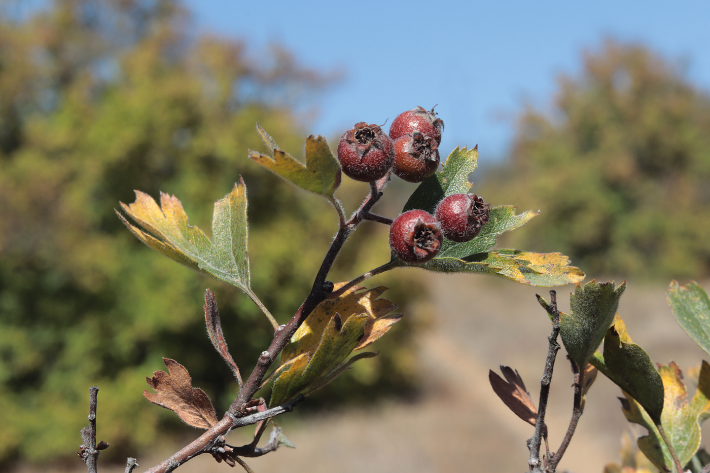 Image of Crataegus &times; tournefortii specimen.