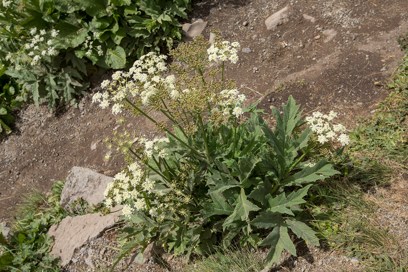 Image of Heracleum asperum specimen.