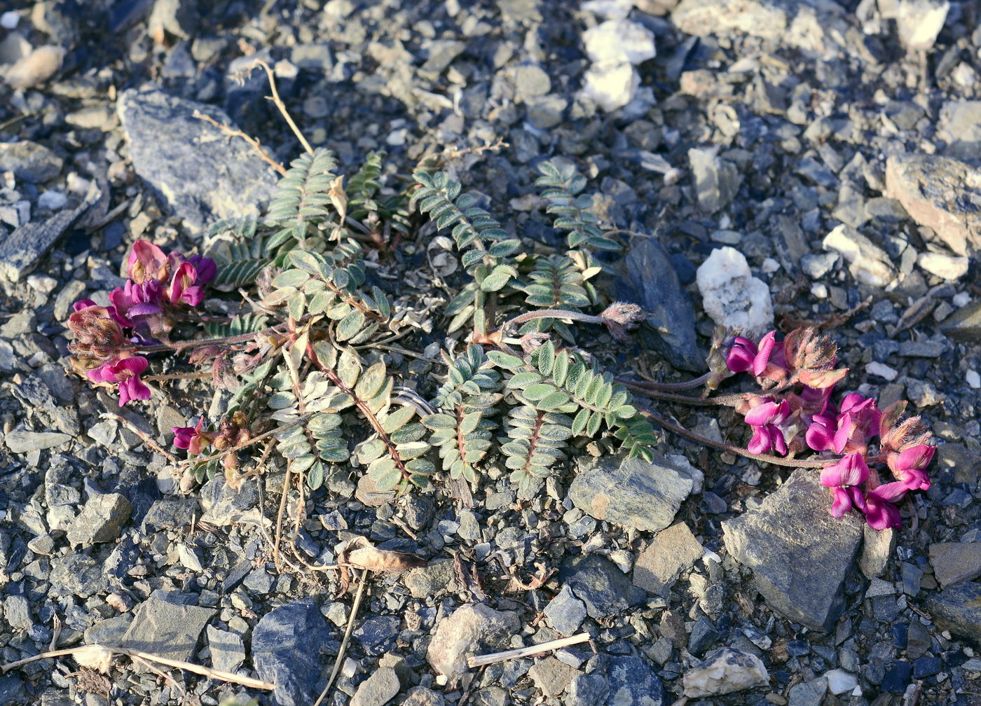 Изображение особи род Oxytropis.