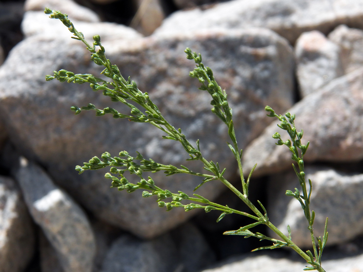 Image of genus Artemisia specimen.