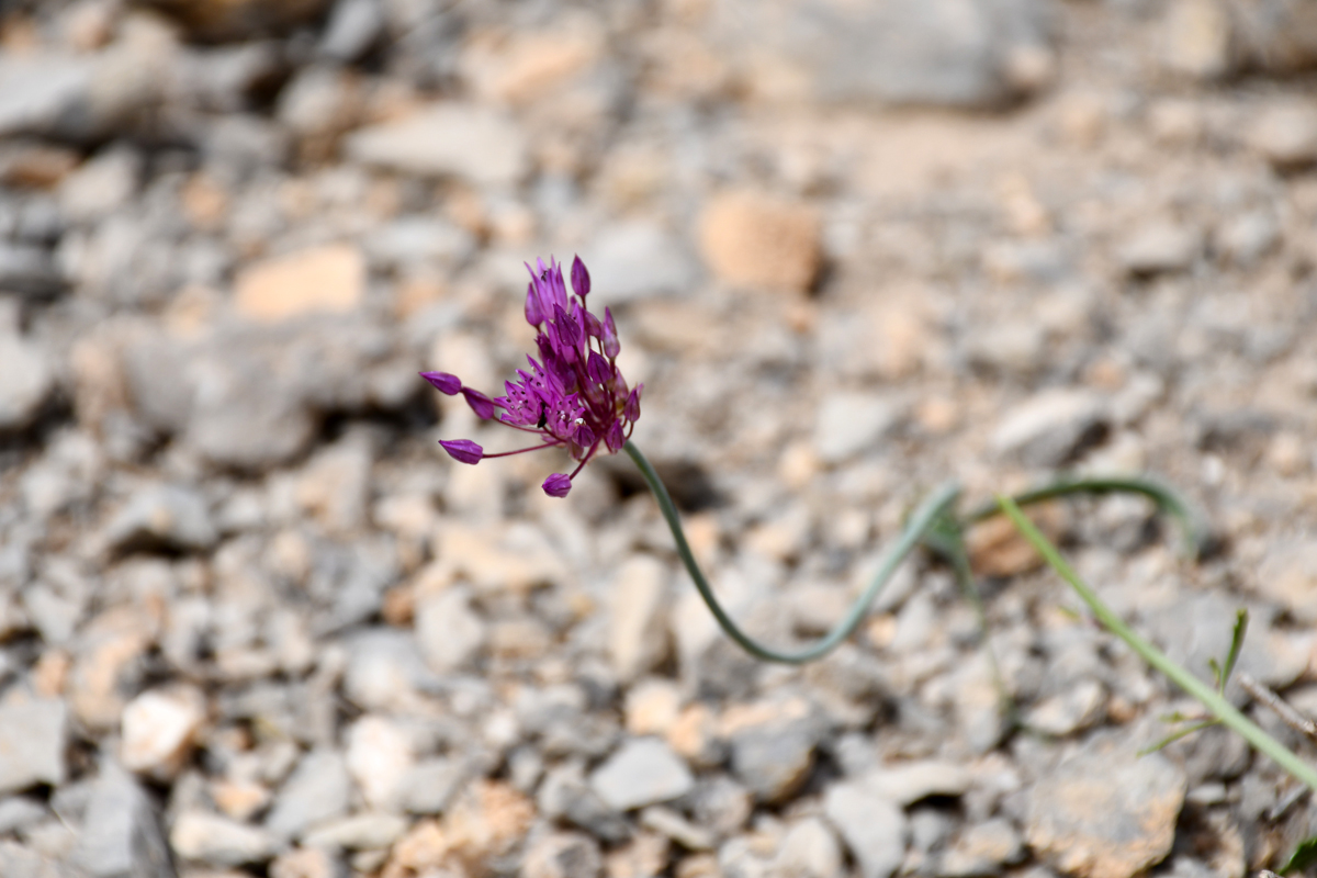 Image of Allium stephanophorum specimen.