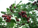 Crataegus volgensis. Ветвь с плодами. Предволжье, Самарская обл., Самарская Лука, Жигулёвский заповедник. Сентябрь 2009 г.