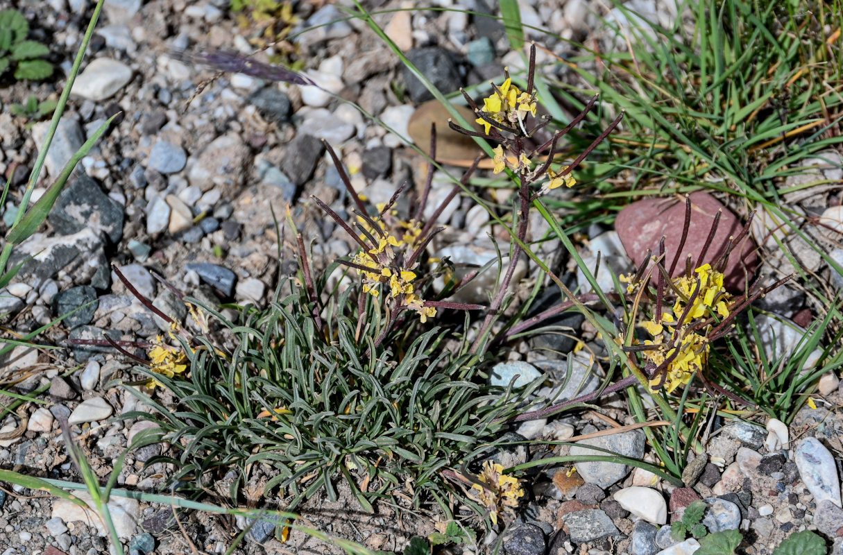 Изображение особи Erysimum humillimum.