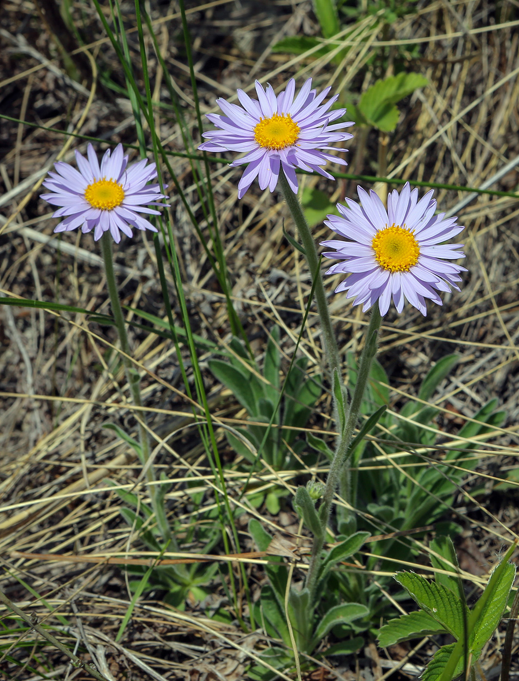 Изображение особи Aster alpinus.