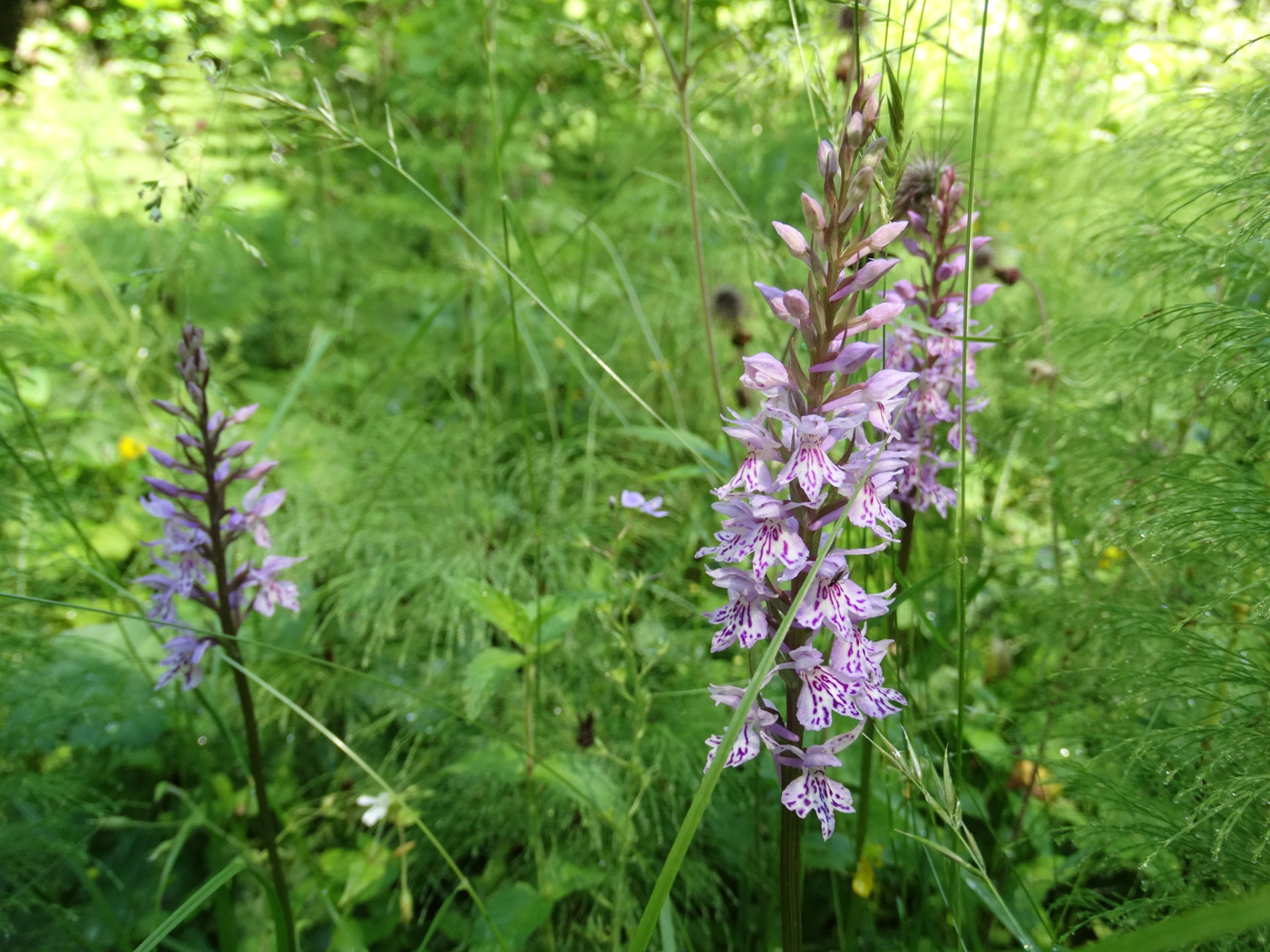 Image of Dactylorhiza fuchsii specimen.