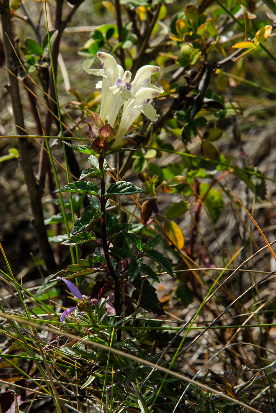 Изображение особи Scutellaria supina.