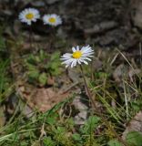 Bellis perennis. Верхушка цветущего растения. Абхазия, Гудаутский р-н, Мюссерский лесной массив, русло р. Риапши, травянистый луг. 12.04.2024.