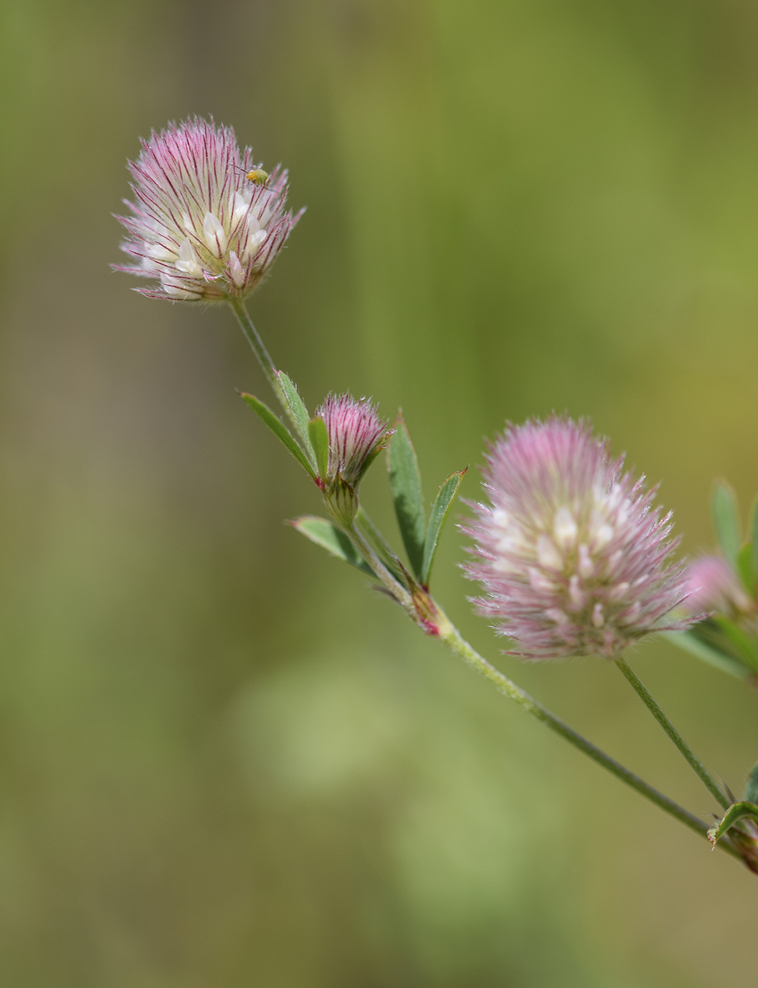 Изображение особи Trifolium arvense.