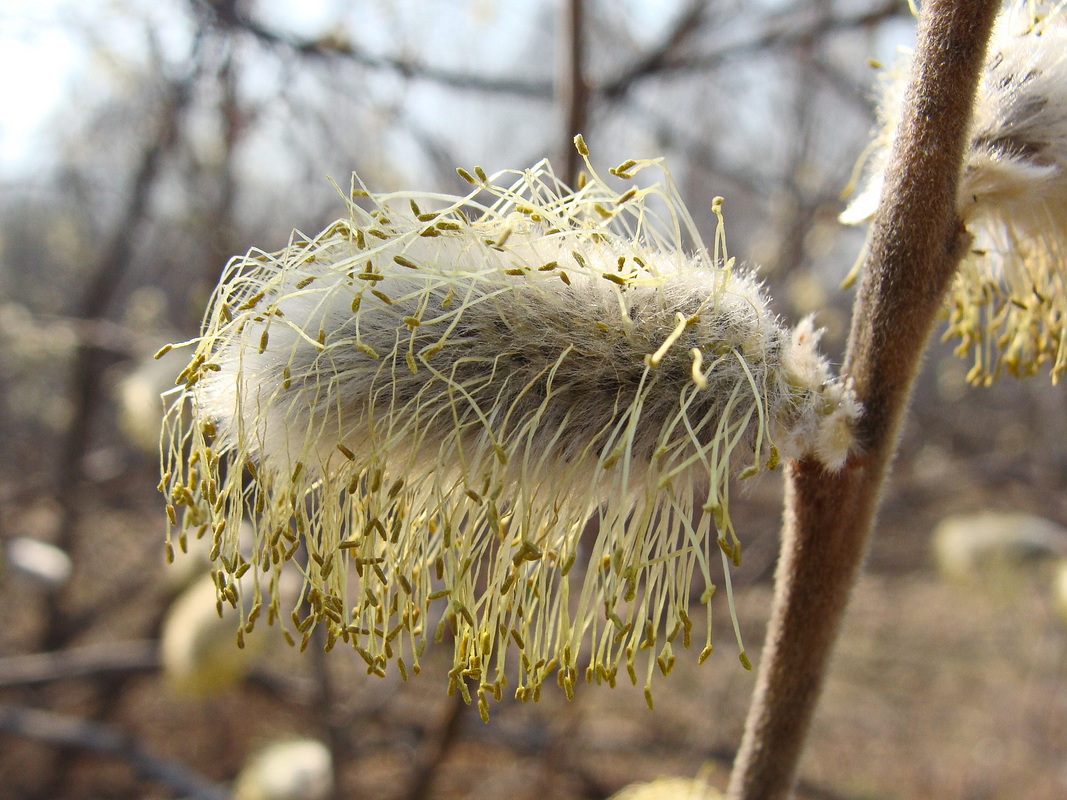 Image of Salix abscondita specimen.