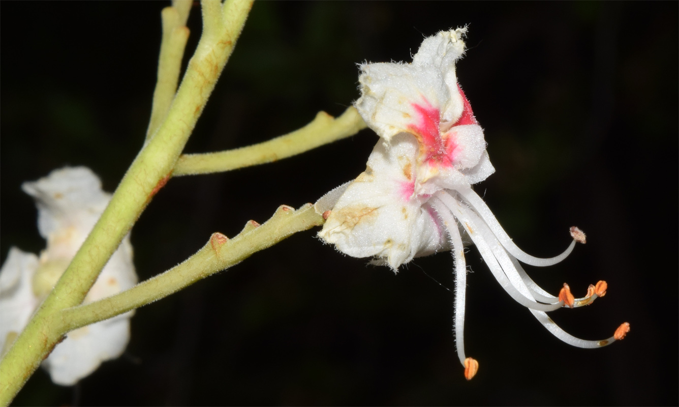 Image of Aesculus hippocastanum specimen.