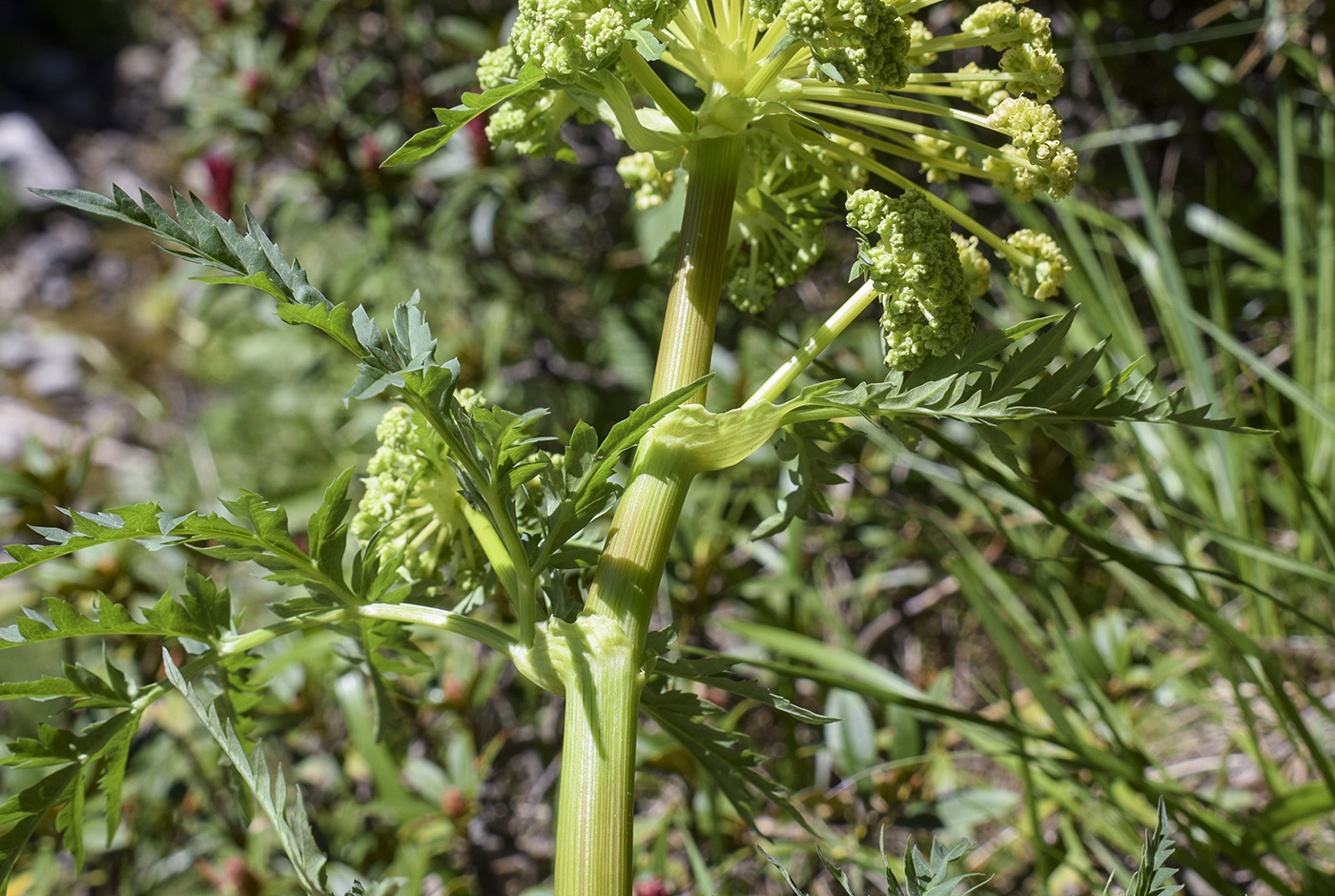 Image of familia Apiaceae specimen.