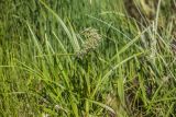 Scirpus sylvaticus