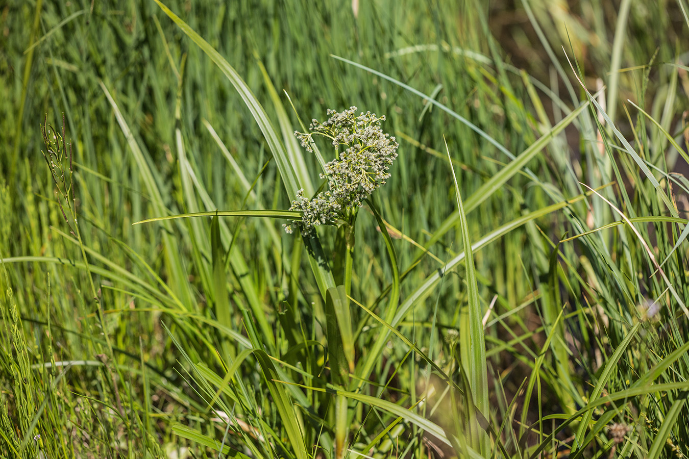 Изображение особи Scirpus sylvaticus.