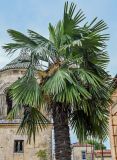 Trachycarpus fortunei. Верхушка цветущего растения. Грузия, Имеретия, Гелатский монастырь, в культуре. 14.06.2023.