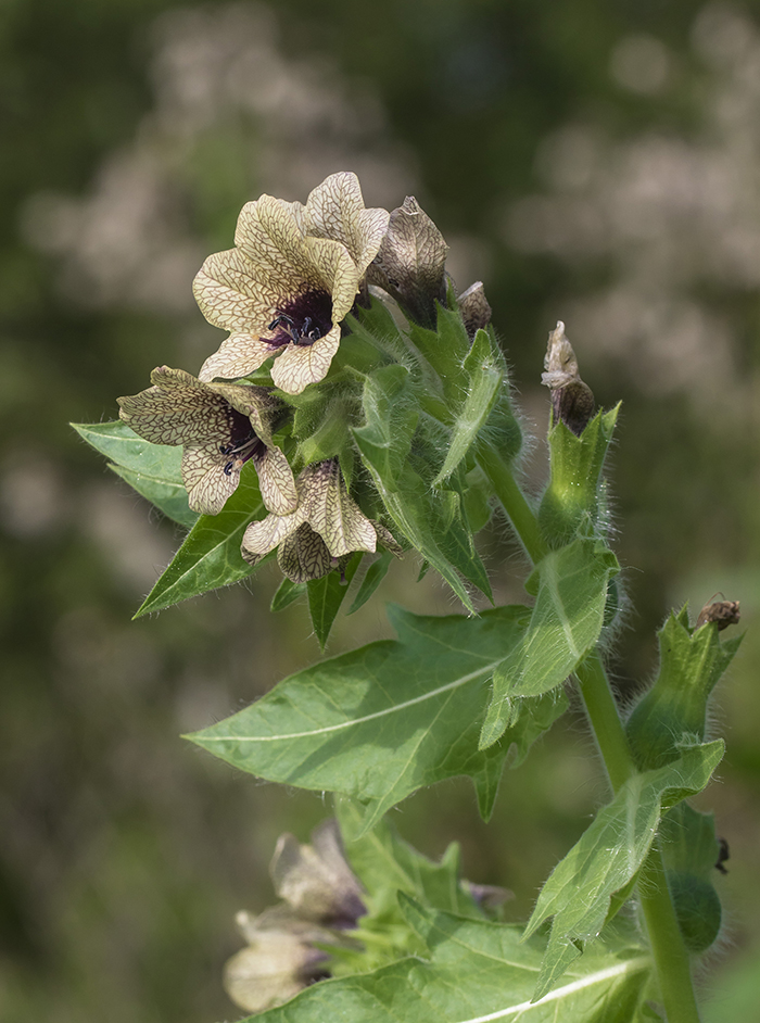 Изображение особи Hyoscyamus niger.