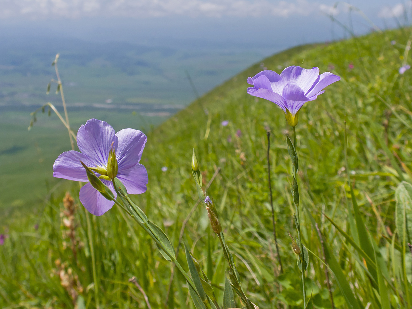 Изображение особи Linum nervosum.