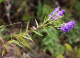 Scutellaria baicalensis