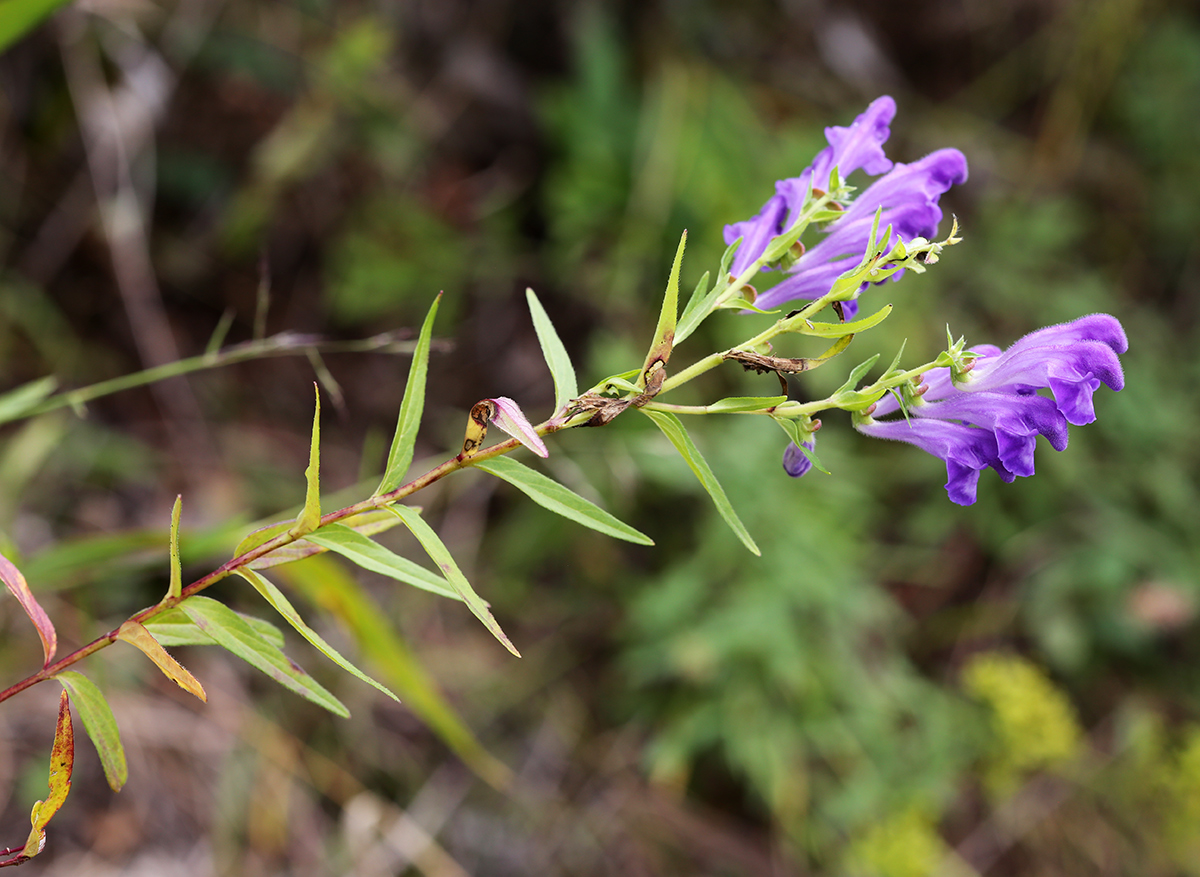 Изображение особи Scutellaria baicalensis.