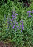 Campanula rapunculoides. Цветущие растения. Грузия, Самцхе-Джавахети, окр. крепости Ацкури, луговой склон. 12.06.2023.