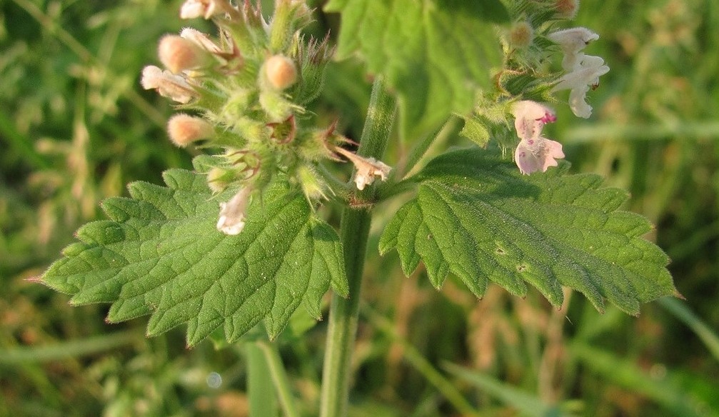 Изображение особи Nepeta cataria.